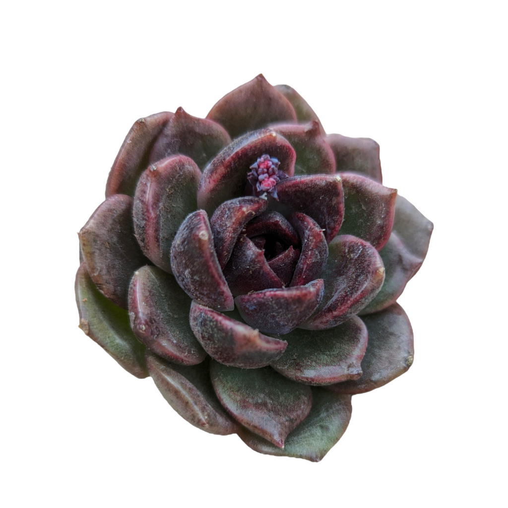 Echeveria 'Black Prince' | Native Sons Wholesale Nursery