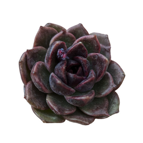 Echeveria Black Crystal