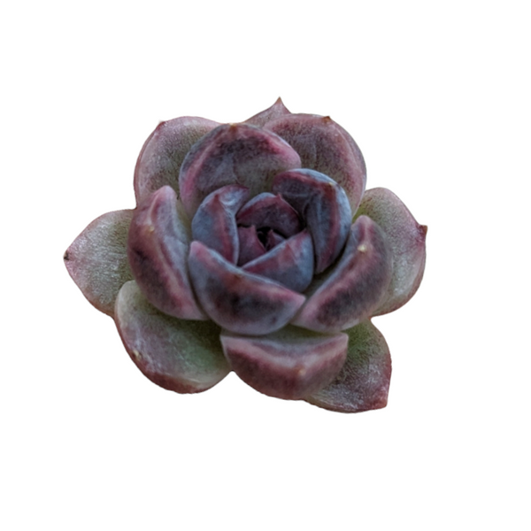 echeveria succulent purple Echeveria 'Purple Yam'