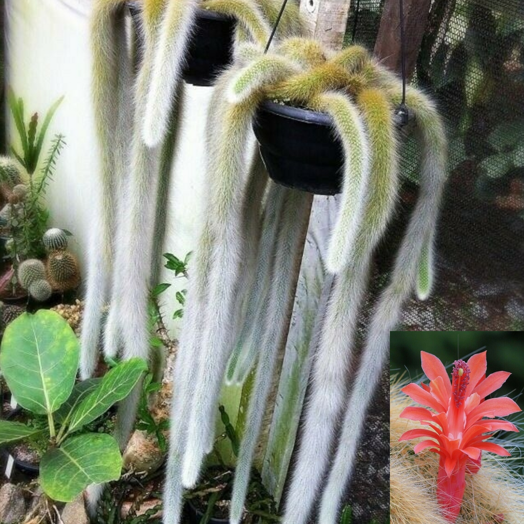 Monkey Tail Cactus - Rare Trailing Cactus Plant