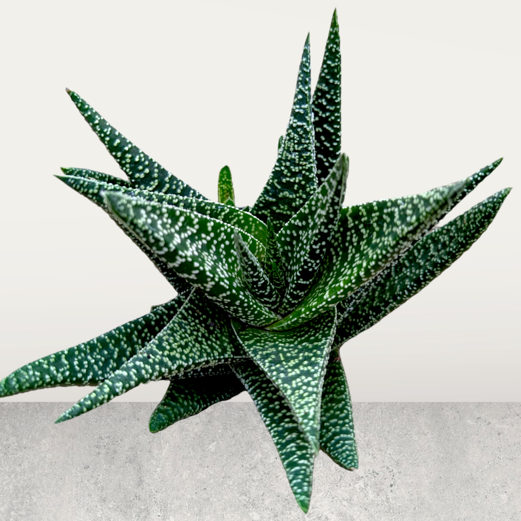 long spiky succulent Gasteria 'Okavango'