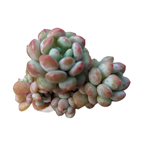 Graptoveria Pearl Beans