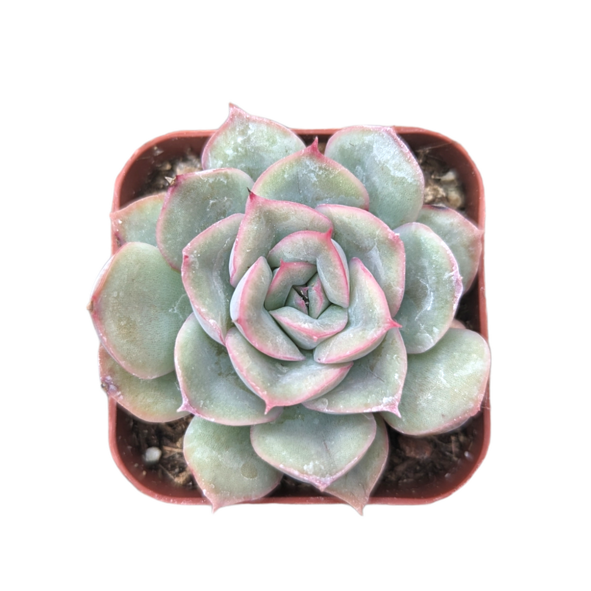 Echeveria 'Hercules' - Succulents Depot