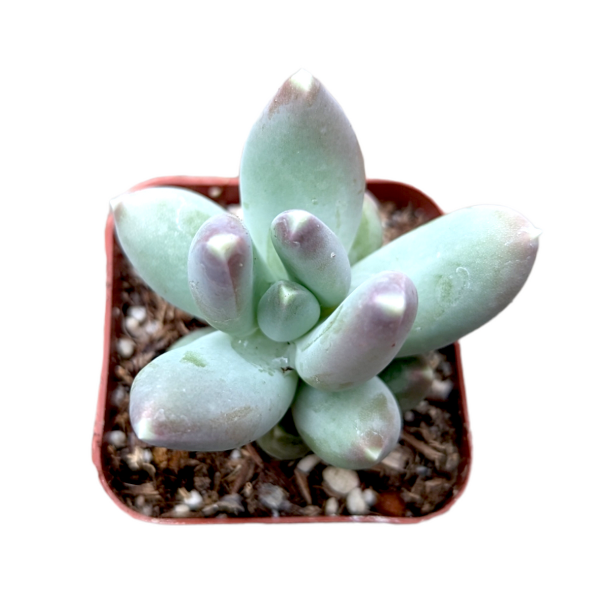 Pachyphytum 'Moon Silver' - Succulents Depot