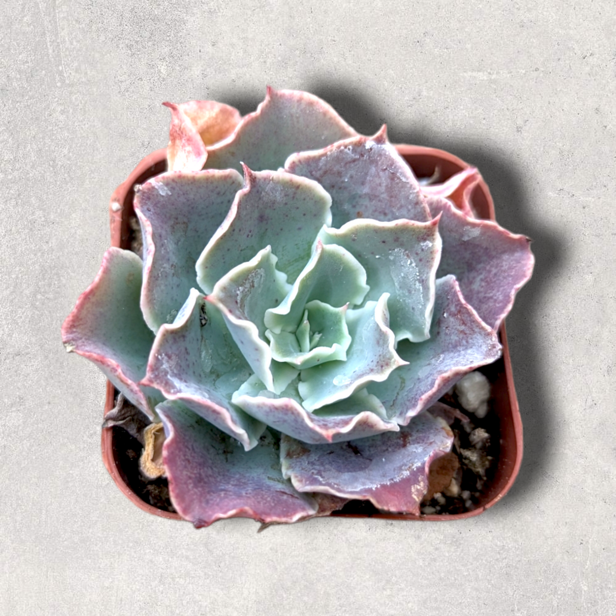 Echeveria 'Domingo' - Succulents Depot