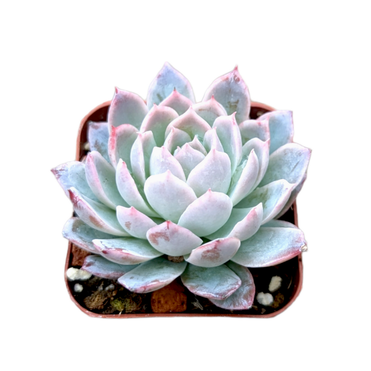 Echeveria 'Violet Queen' - Succulents Depot