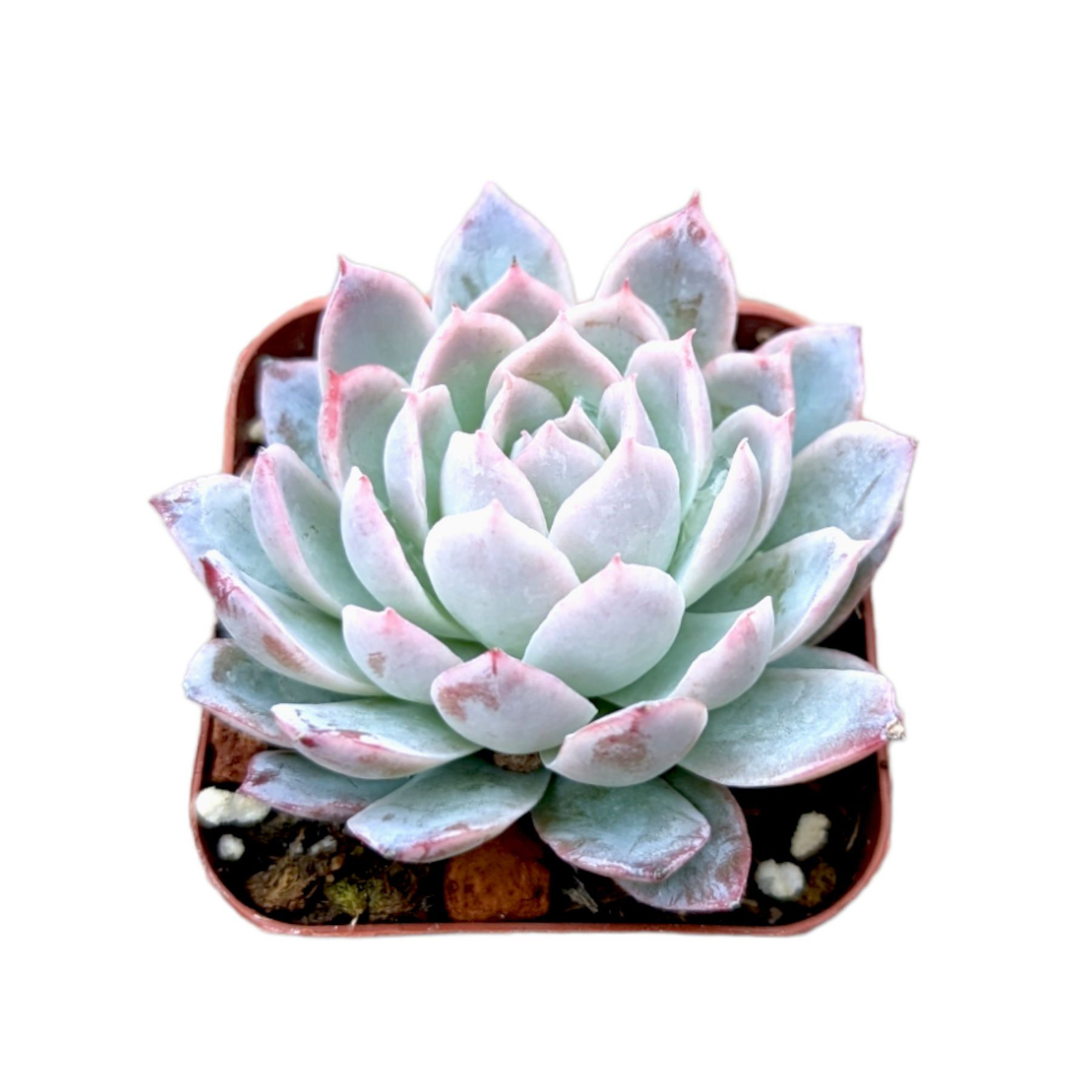 violet queen succulent flower Echeveria 'Violet Queen'