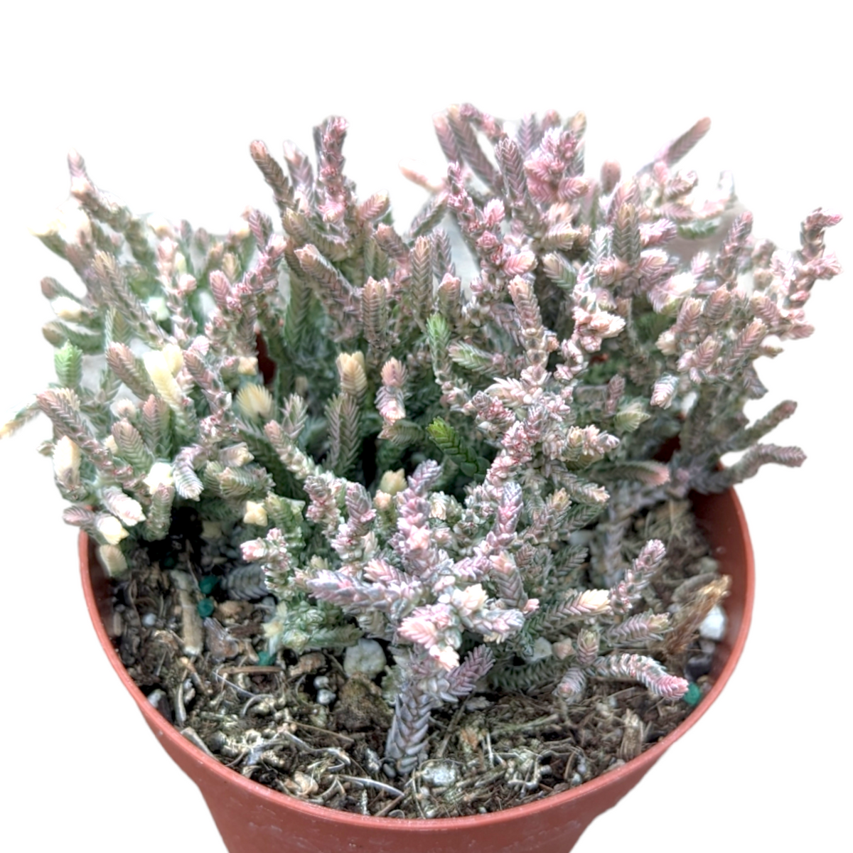 Crassula muscosa f. variegata 'Watch Chain' - Succulents Depot