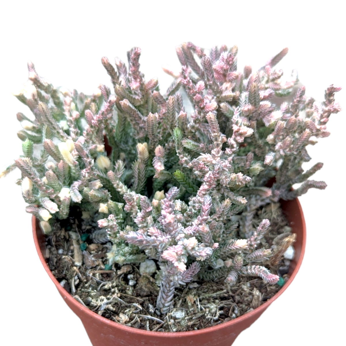 watch chain succulent smell Crassula muscosa f. variegata 'Watch Chain'