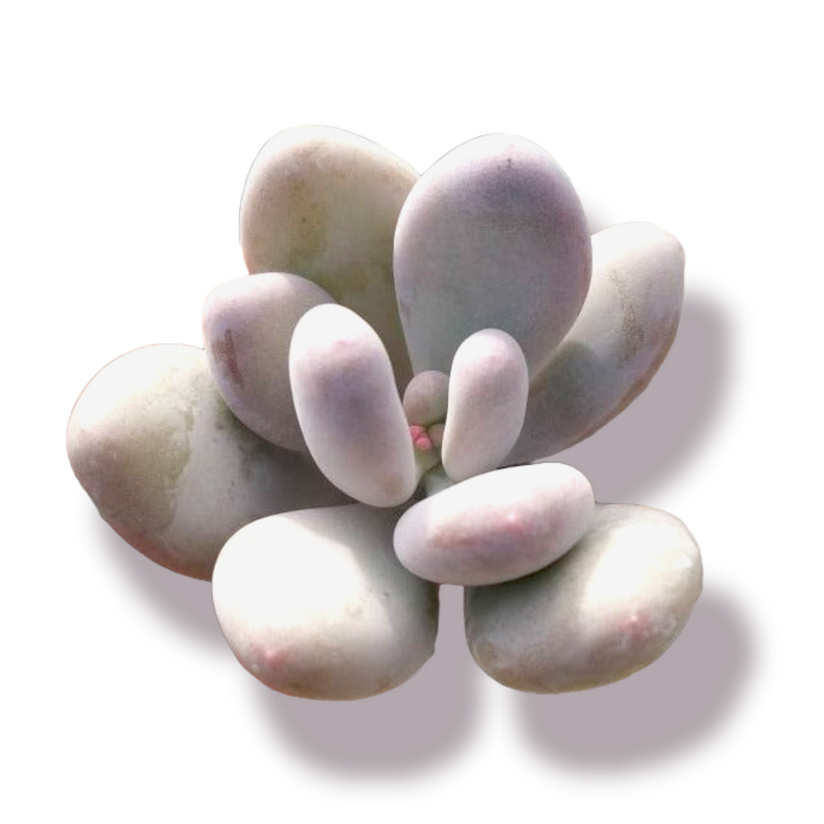 Pachyphytum oviferum - Pink Moonstone - Succulents Depot