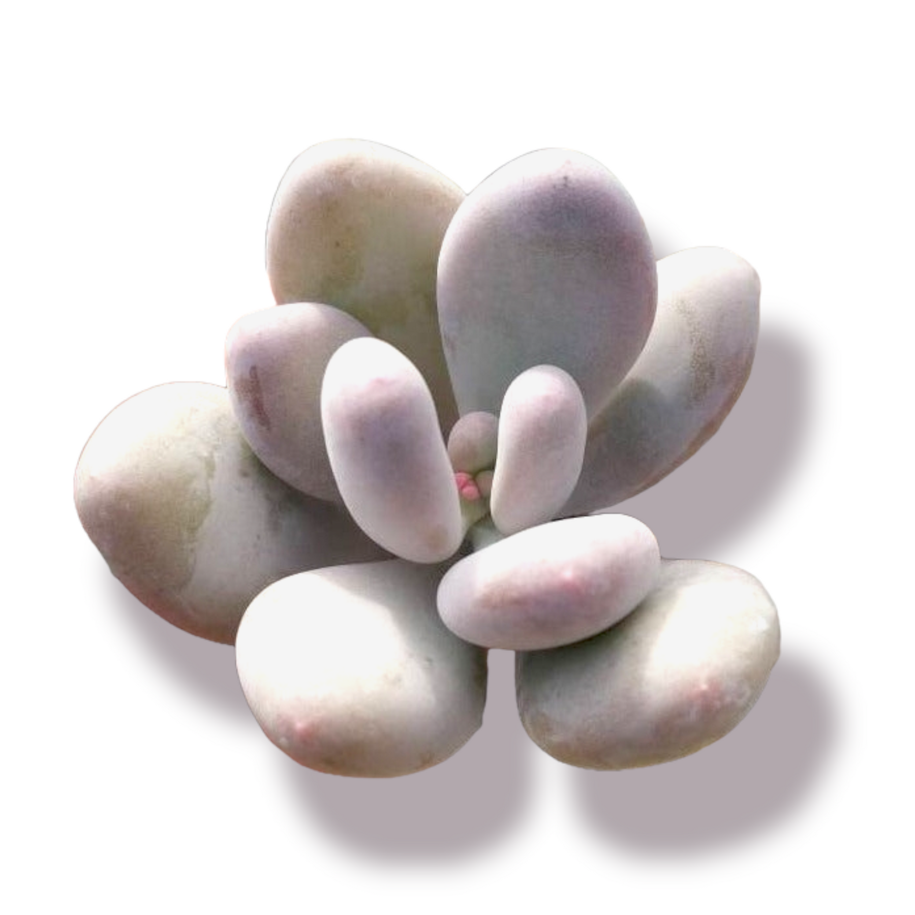 korean moonstone succulent Pachyphytum oviferum