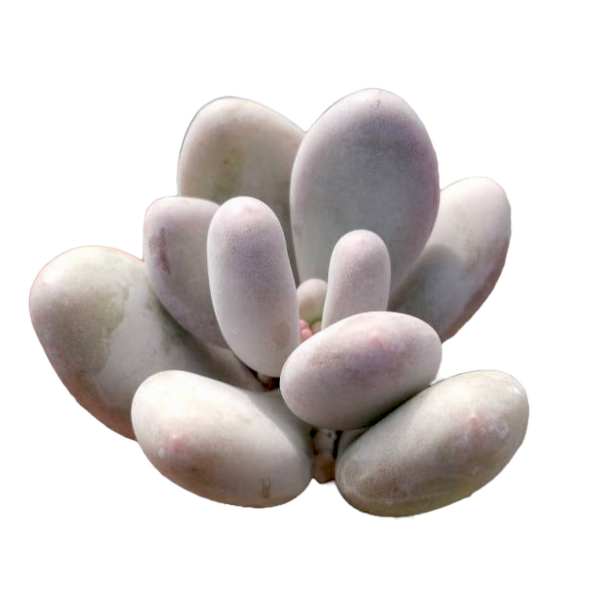 Pachyphytum oviferum - Pink Moonstone - Succulents Depot