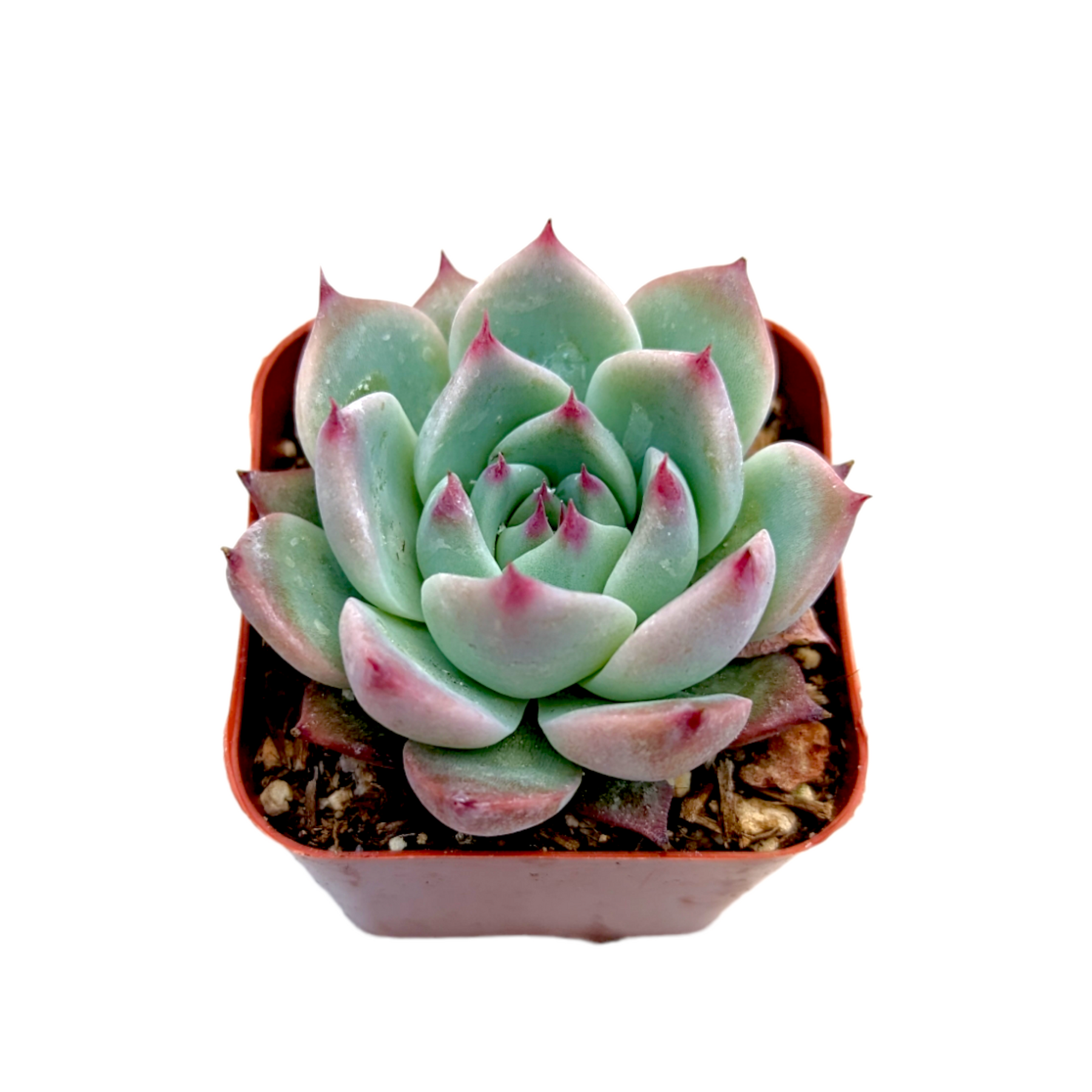succulent square leaves Echeveria colorata 2 Inch