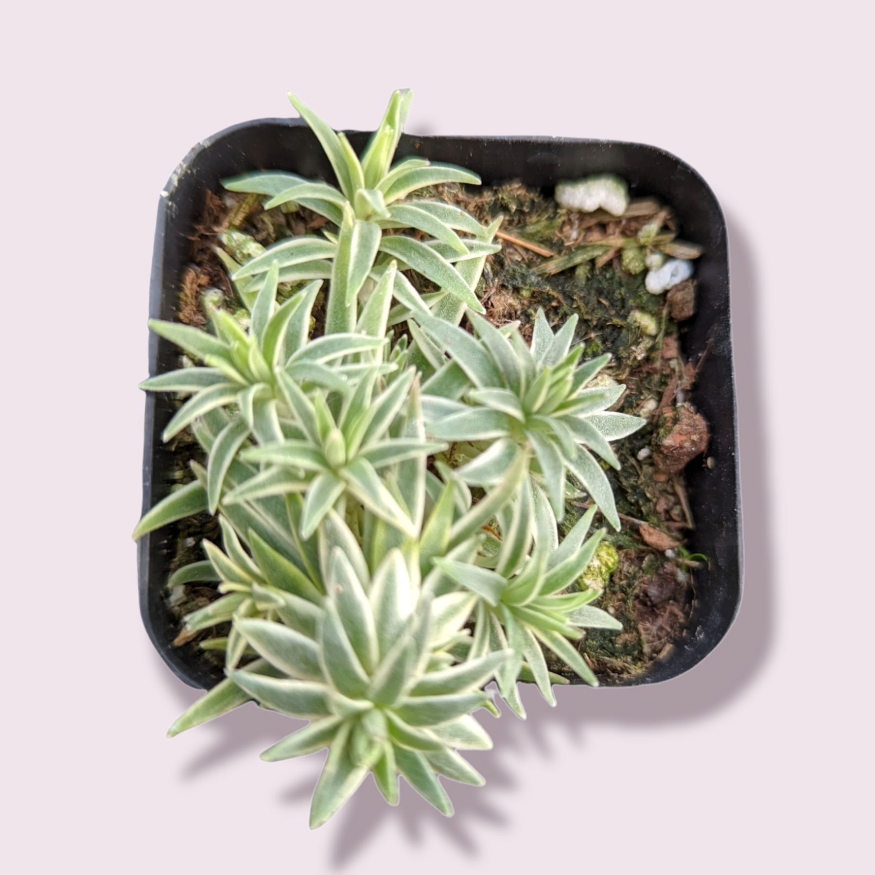 sea urchin succulent Sedum lineare Variegated 'Sea Urchin'