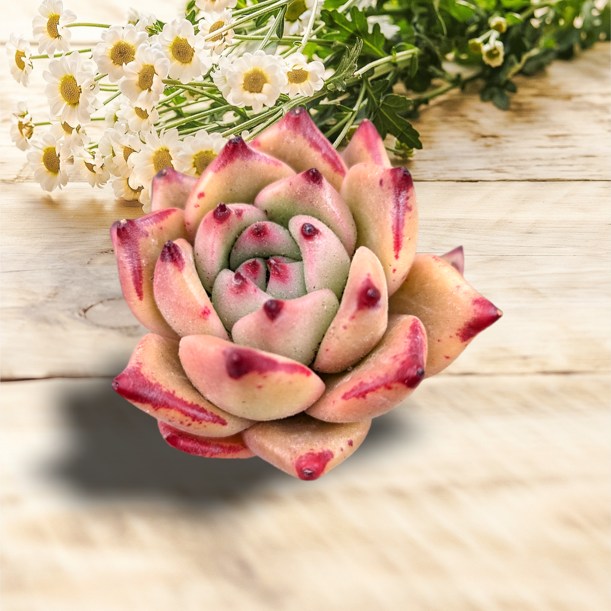 Echeveria Honey Pink