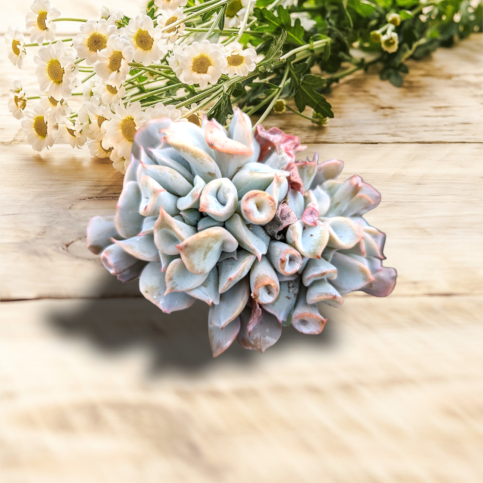 succulent pink leaves Echeveria Trumpet Pinky -