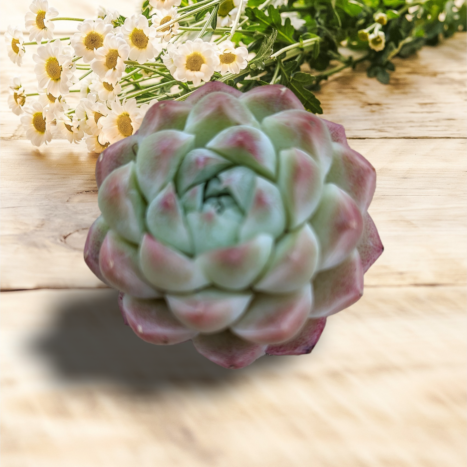 haggai succulent Echeveria Malgan