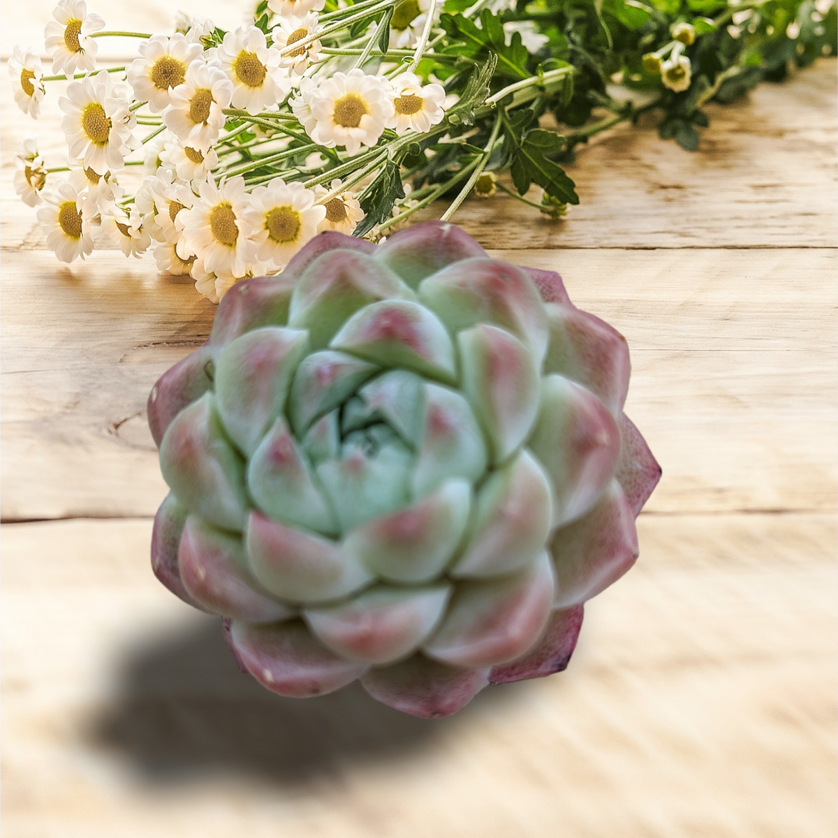 succulents dangwa Echeveria Malgan