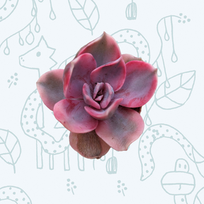 Echeveria Rainbow
