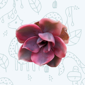 Echeveria Rainbow