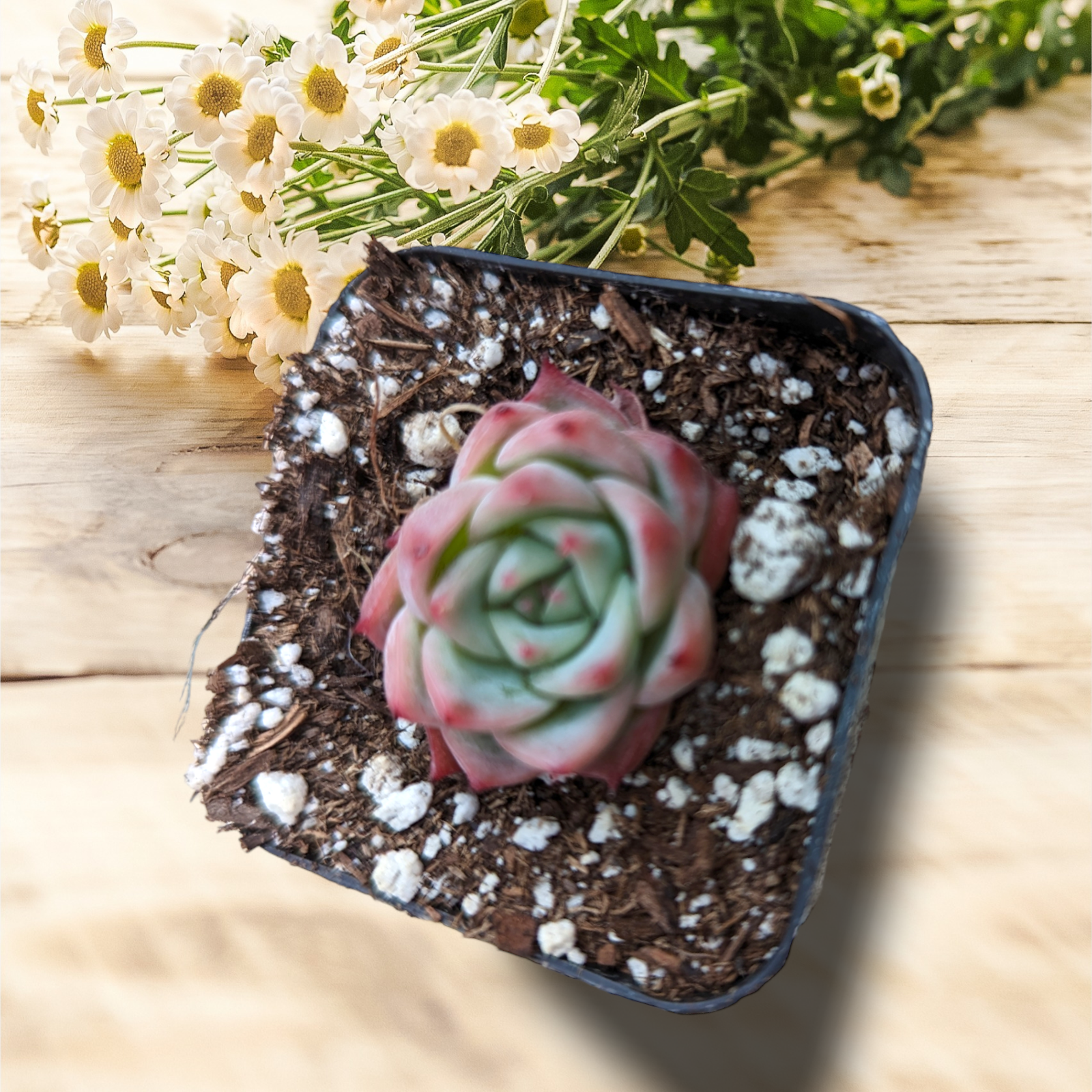 crystal succulents Echeveria 'Pink Crystal'