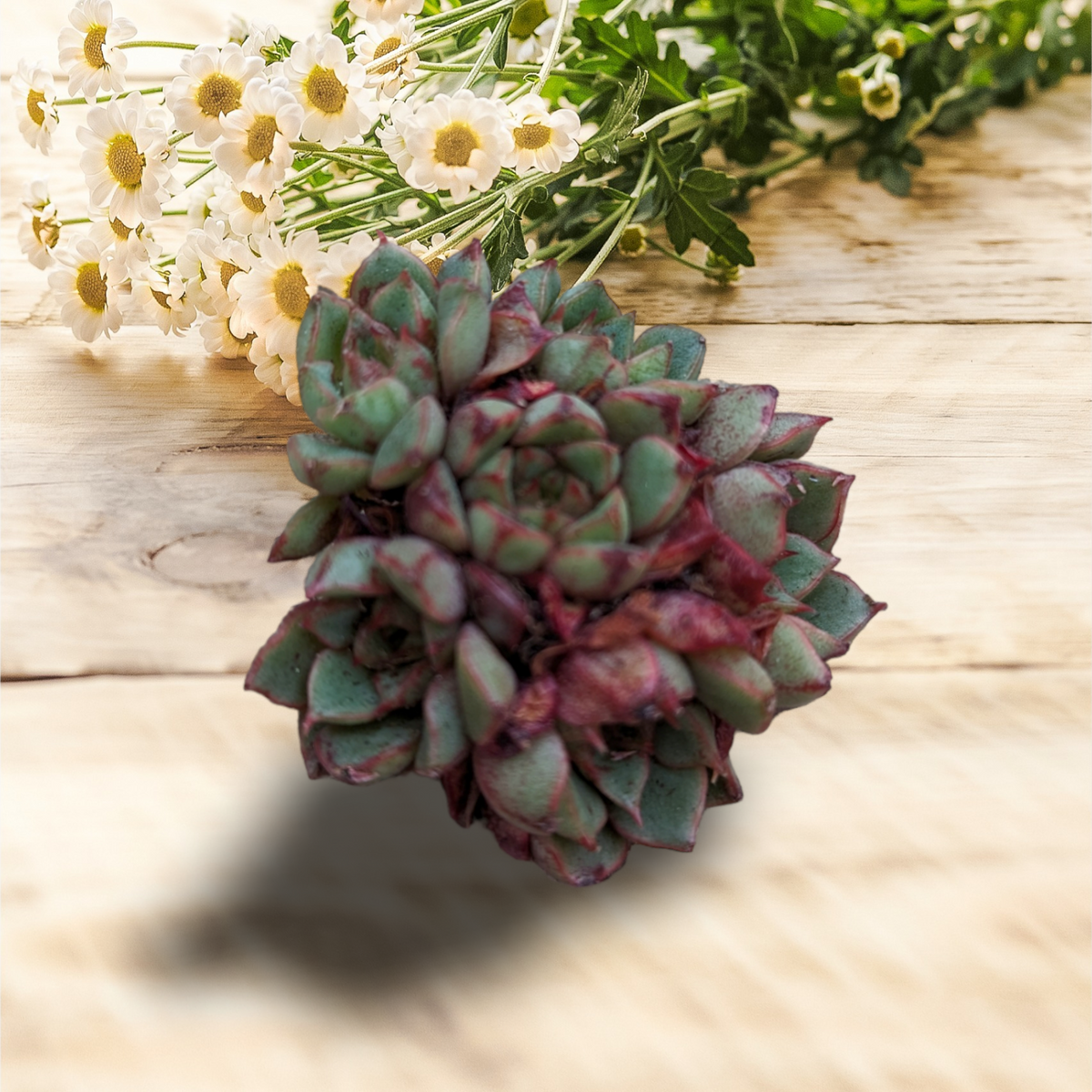 Echeveria Bloody