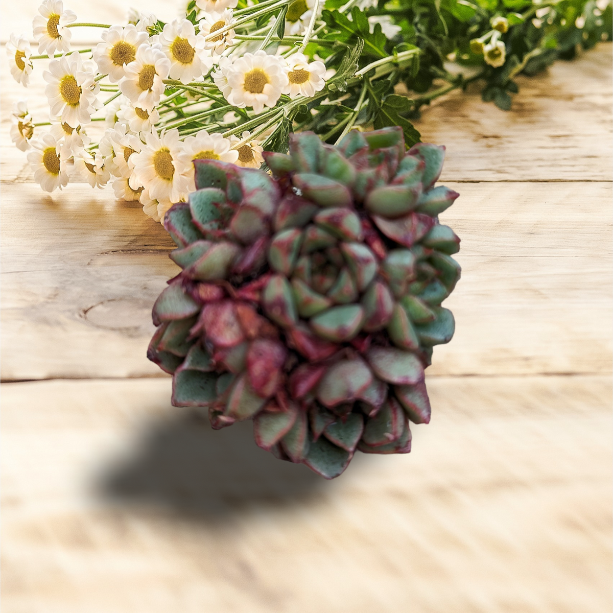 blood rose succulent Echeveria Bloody