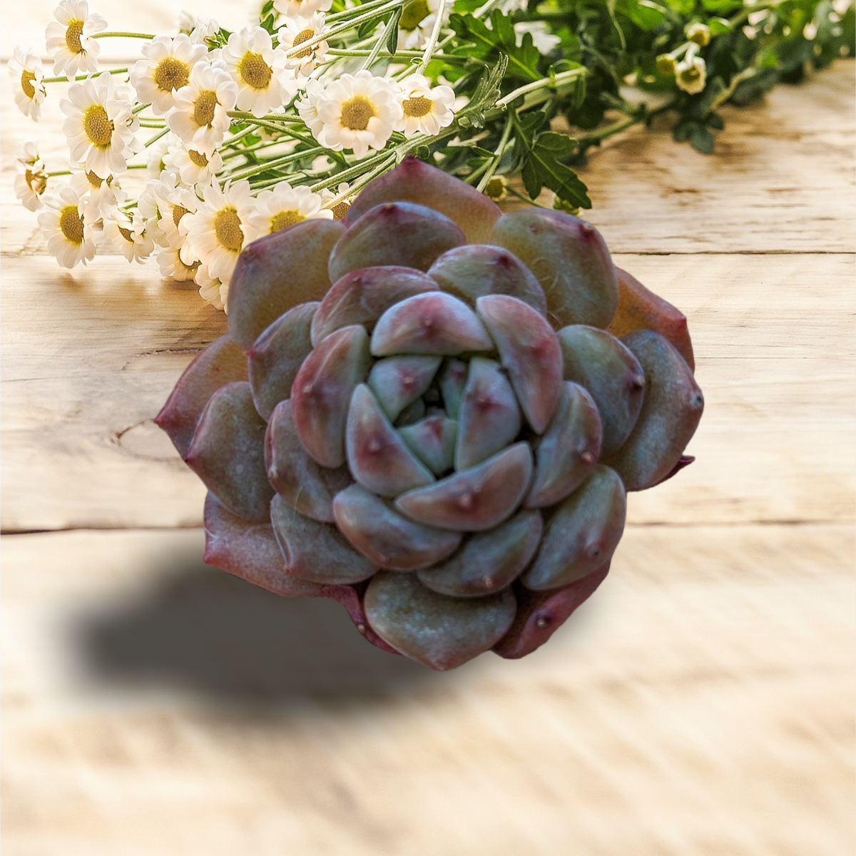 Echeveria Apparition