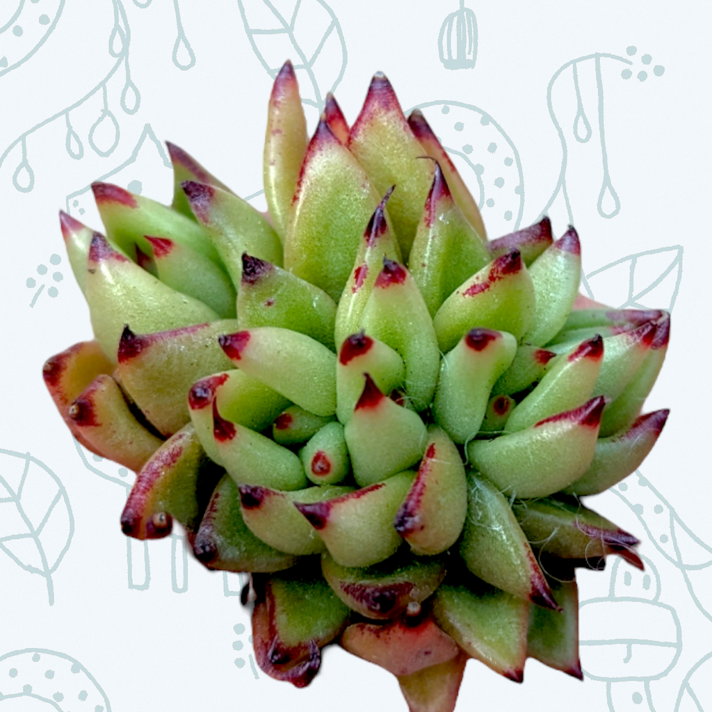 ebony succulent Echeveria agavoides 'Ebony' Crest 4 Inch