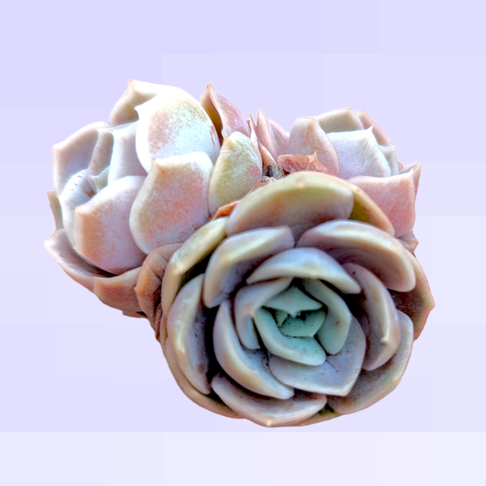 succulent surprise Echeveria Blue Surprise