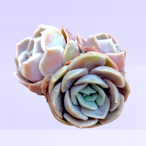 Echeveria Blue Surprise