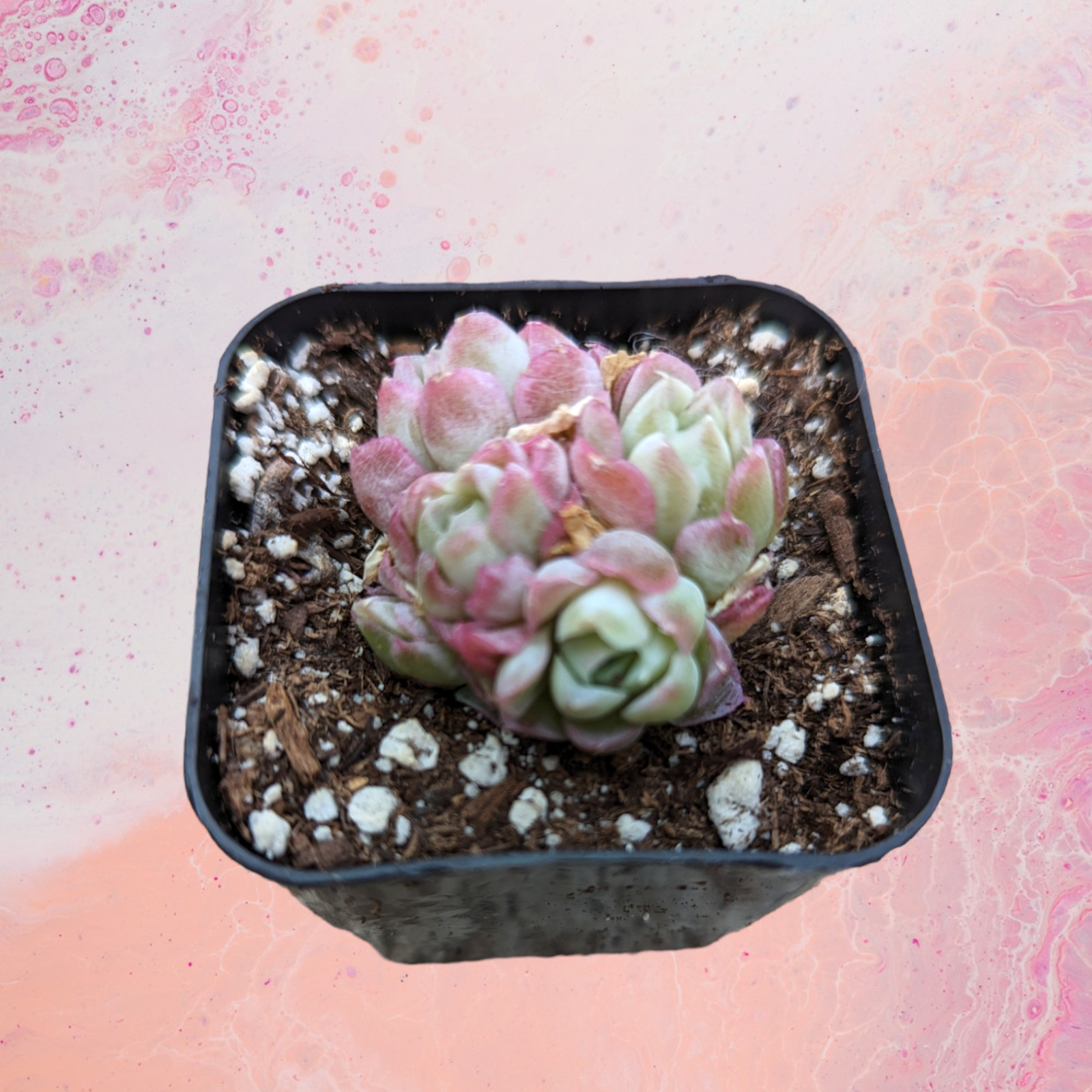 pink moon succulent Echeveria Rose Moon