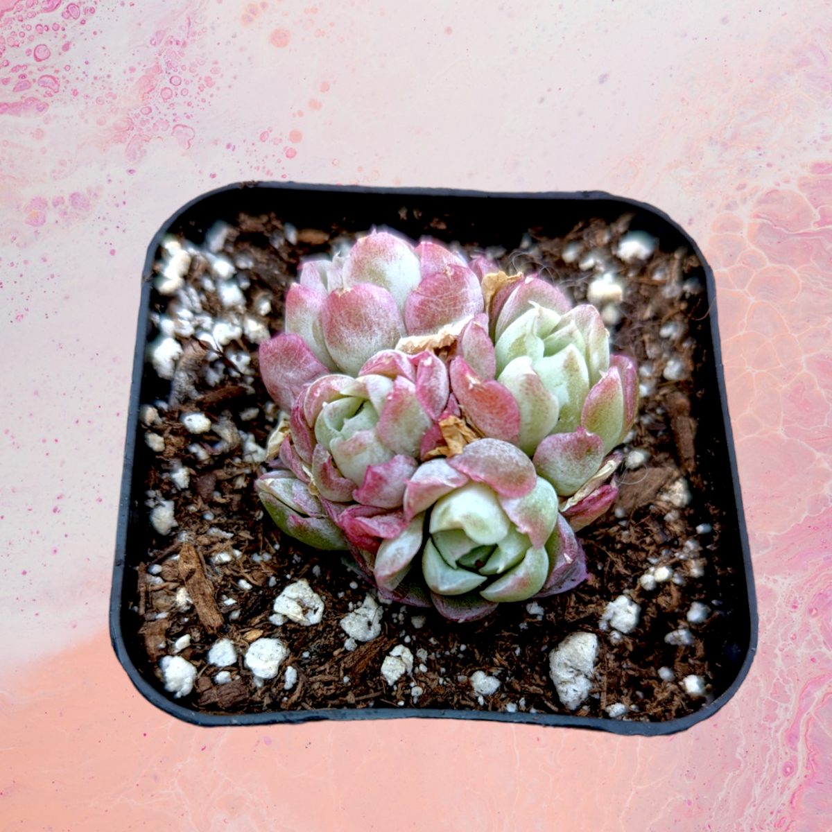 shimmering rose succulent Echeveria Rose Moon