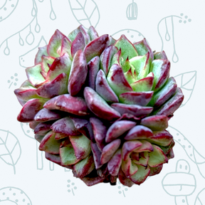 Echeveria Angry Bird