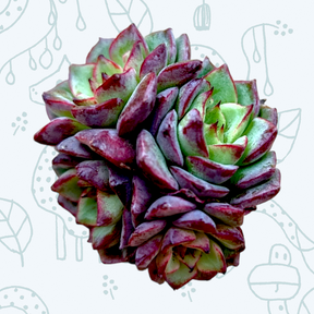 Echeveria Angry Bird