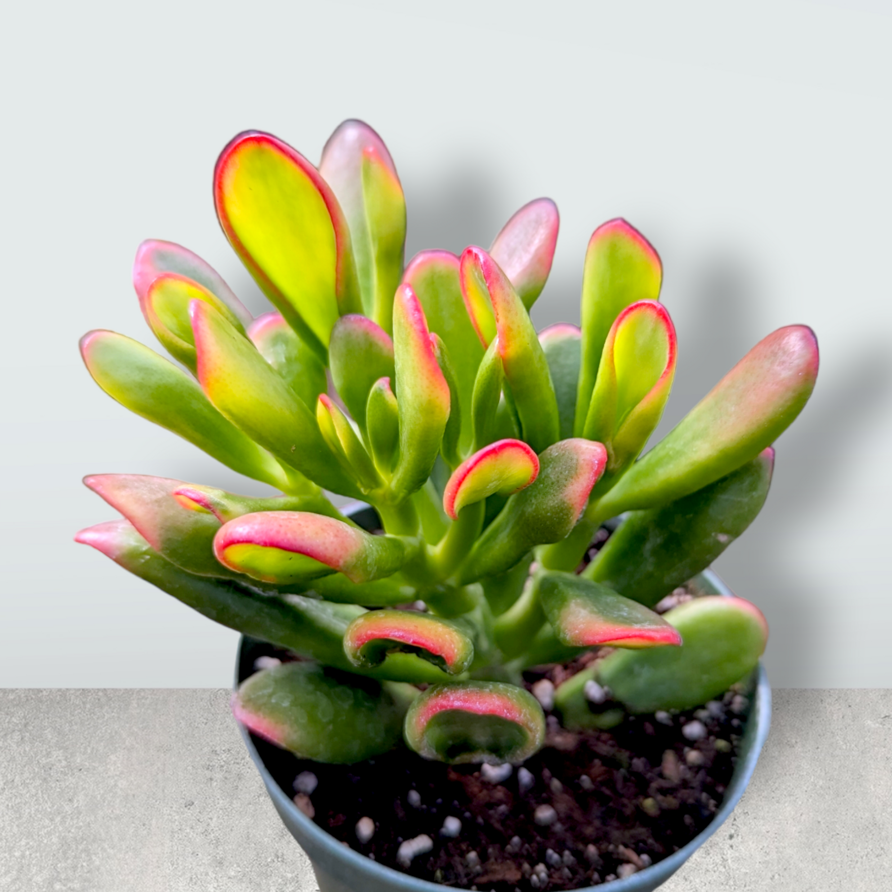 crassula succulent species Crassula ovata Variegated 'ET's Fingers' Jade 4 Inch #A