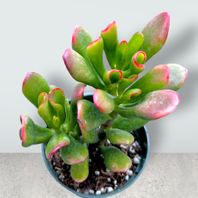 finger jade succulent care Crassula ovata Variegated 'ET's Fingers' Jade 4 Inch #B