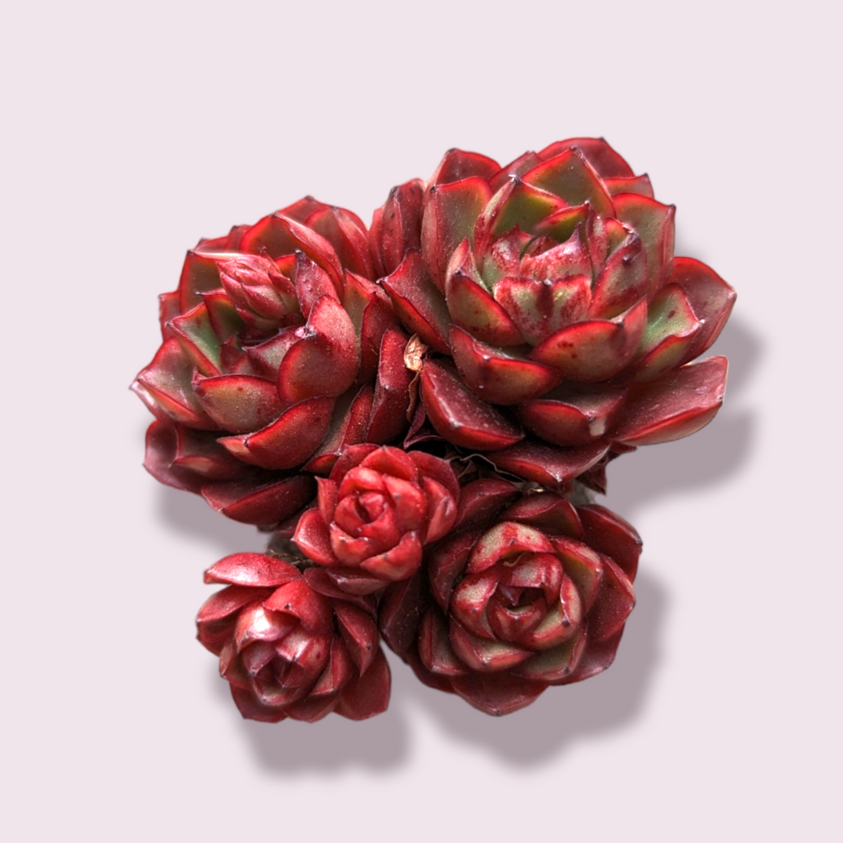 Echeveria Robert