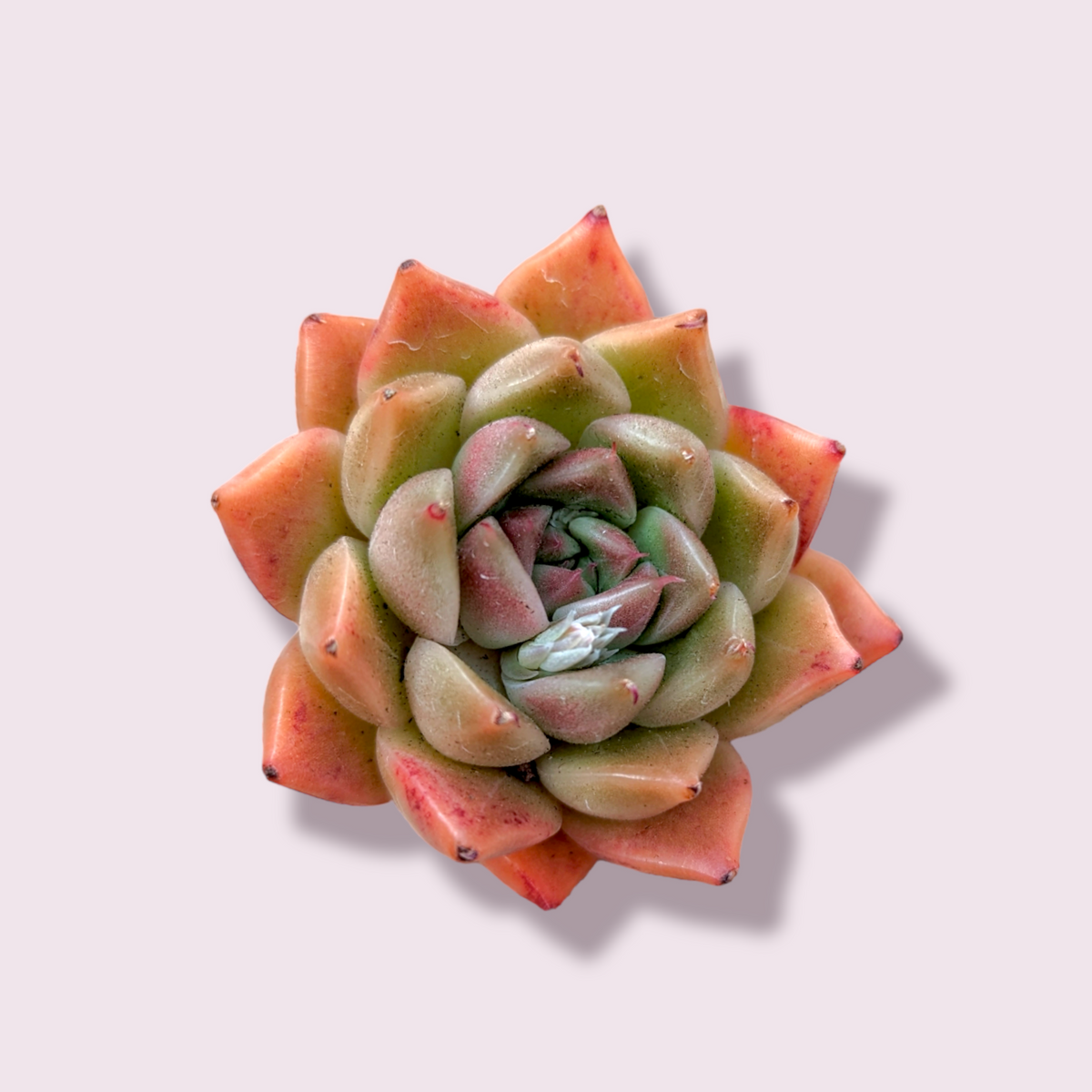 Echeveria Mousse Rose