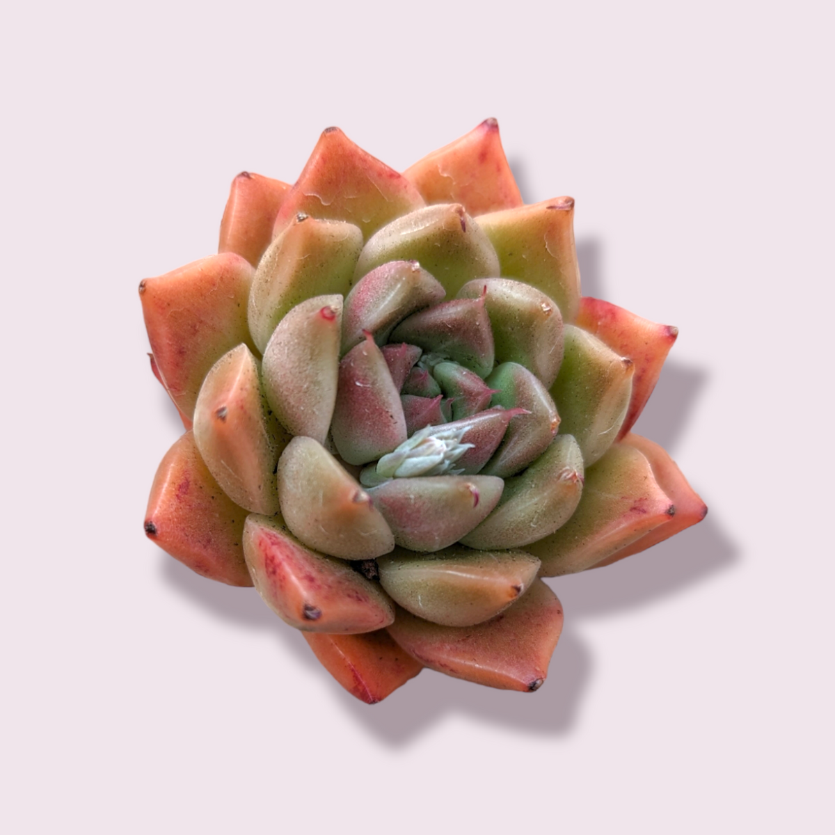 Echeveria Mousse Rose