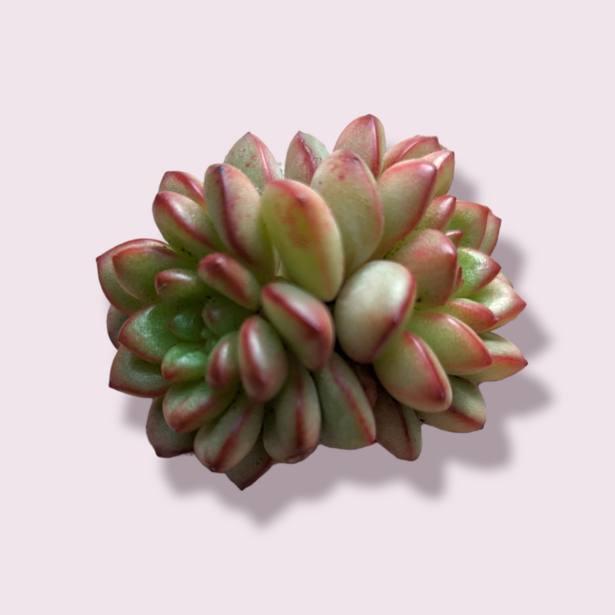 Echeveria Adam