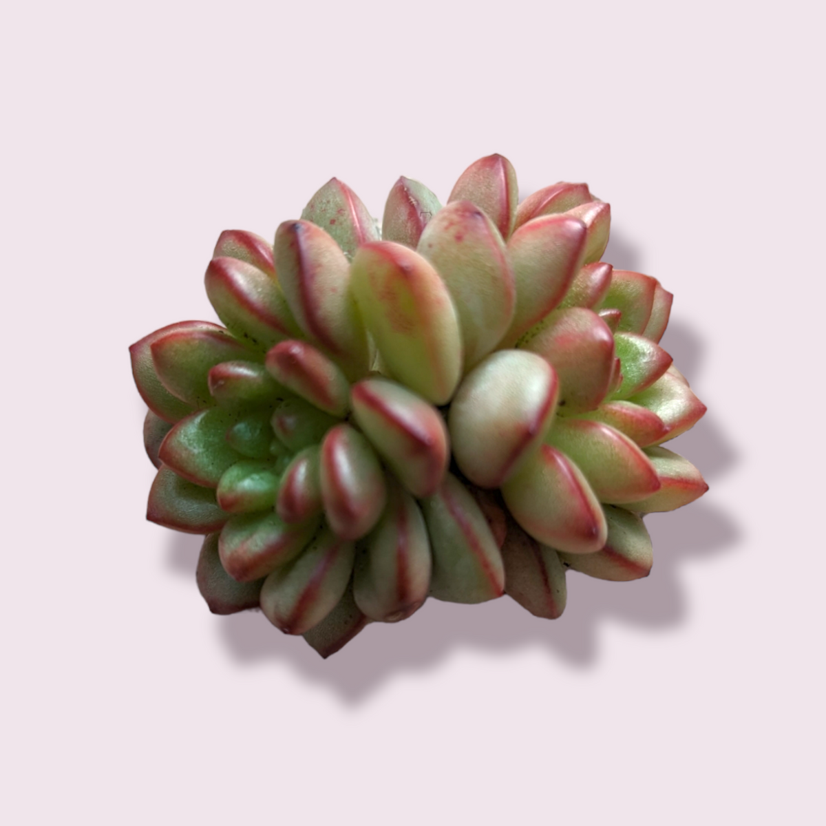adams succulent corn Echeveria Adam -