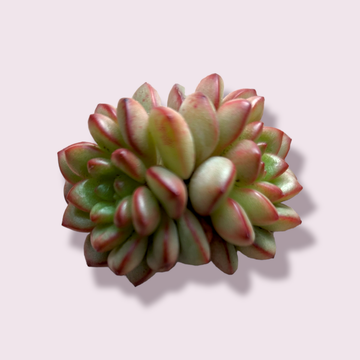 Echeveria Adam