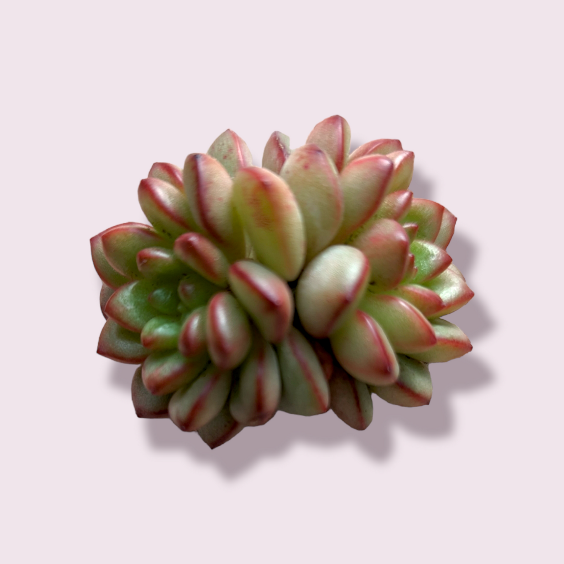 succulent d Echeveria Adam -