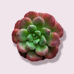 Echeveria Carol