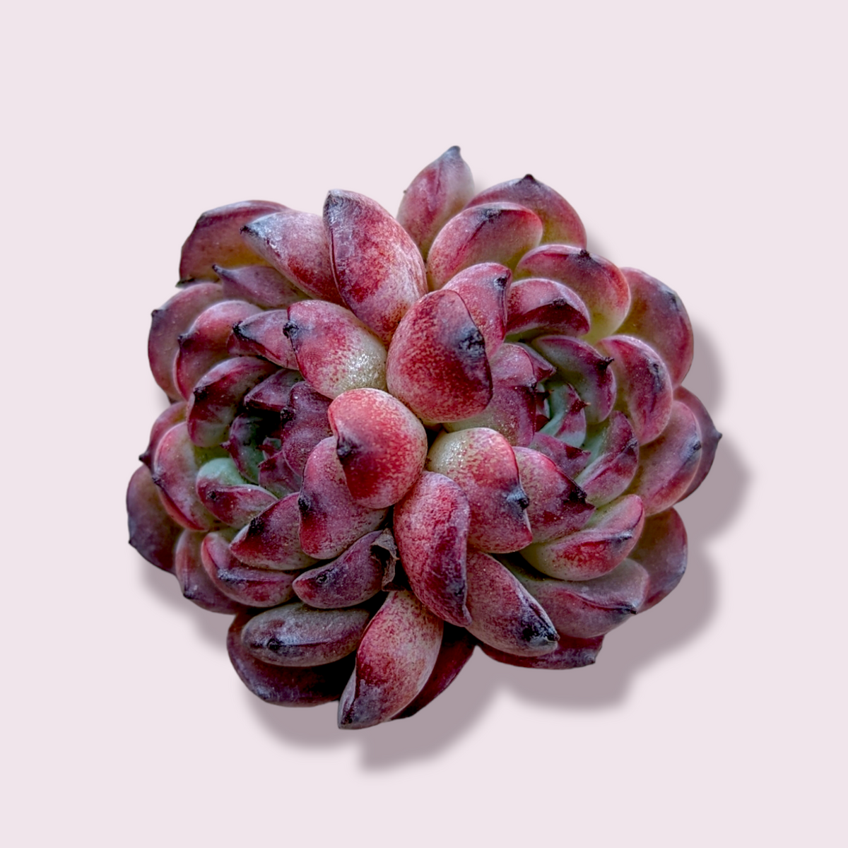 Echeveria Marcel