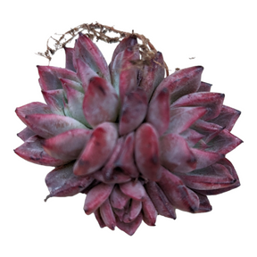 Echeveria Black Swan