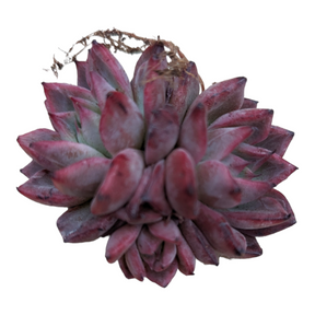 Echeveria Black Swan