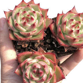 Echeveria Blue Dragon