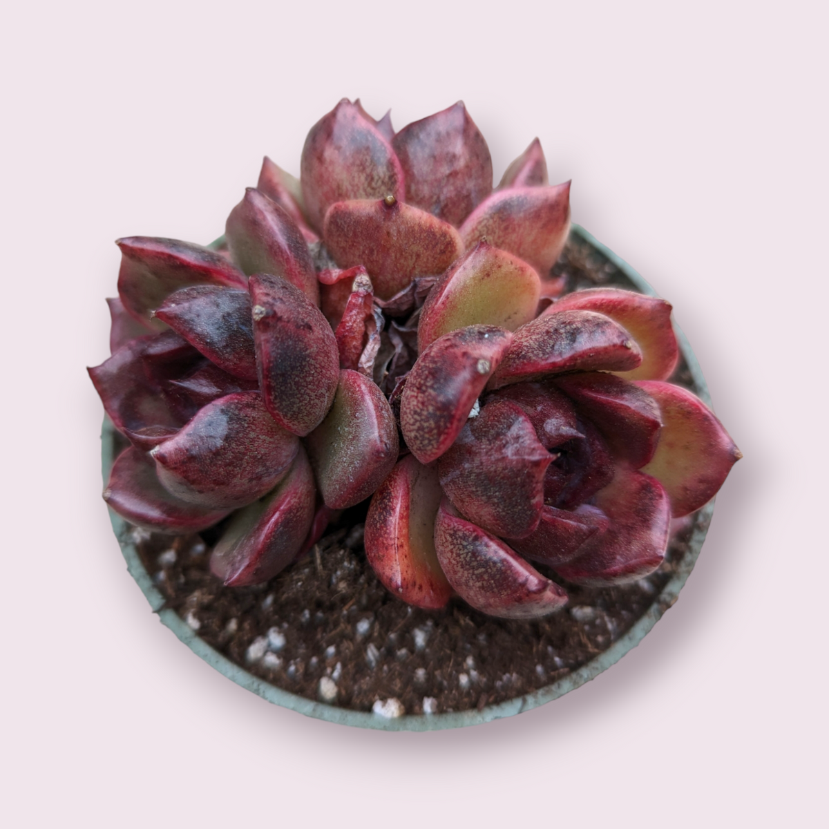 Echeveria Black Rose